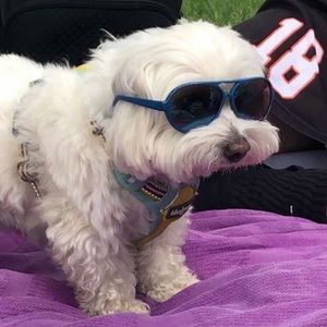 Meet your Posher, Basil